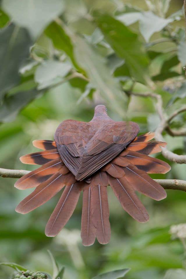 Brown Cuckoo Dove